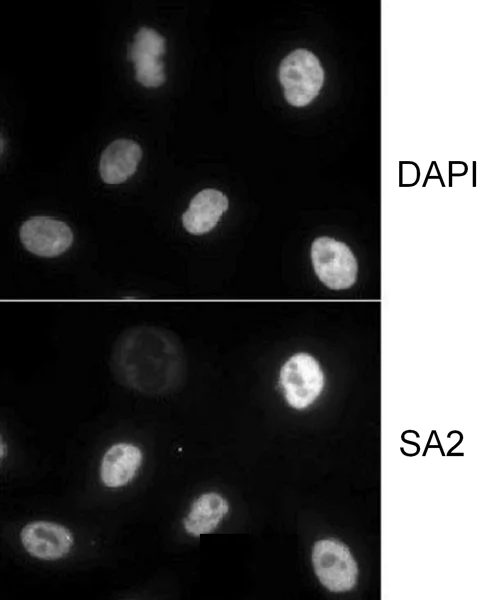 Immunocytochemistry - Anti-SA2 antibody (AB4464)