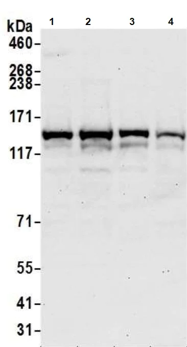 Western blot - Anti-SA2 antibody (AB4464)