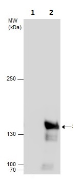 Immunoprecipitation - Anti-SA2 antibody - C-terminal (AB229609), expandable thumbnail
