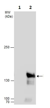 Immunoprecipitation - Anti-SA2 antibody - C-terminal (AB229609)