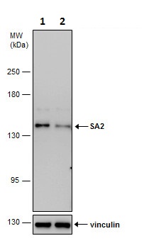 Western blot - Anti-SA2 antibody - C-terminal (AB229609), expandable thumbnail