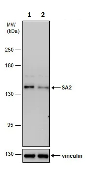 Western blot - Anti-SA2 antibody - C-terminal (AB229609)