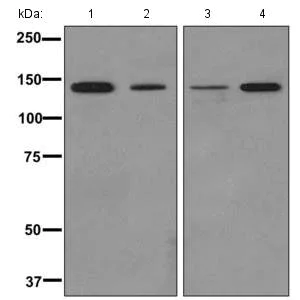 Western blot - Anti-SA2 antibody [EPR10993] - BSA and Azide free (AB249682)