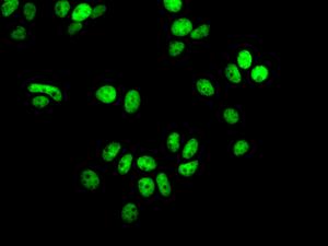 Immunocytochemistry/ Immunofluorescence - Anti-SA2 antibody [EPR10993] - N-terminal (AB171970), expandable thumbnail