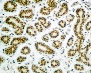 Immunohistochemistry (Formalin/PFA-fixed paraffin-embedded sections) - Anti-SA2 antibody [EPR10994(B)] (ab155081), expandable thumbnail