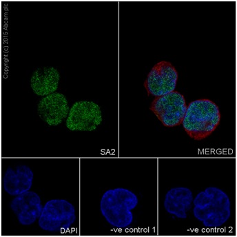 Immunocytochemistry/ Immunofluorescence - Anti-SA2 antibody [EPR17865] - C-terminal (ab201451), expandable thumbnail