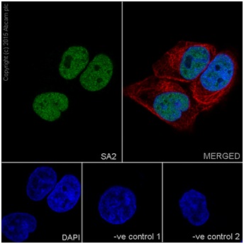 Immunocytochemistry/ Immunofluorescence - Anti-SA2 antibody [EPR17865] - C-terminal (ab201451), expandable thumbnail