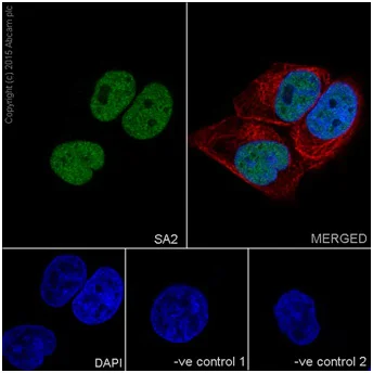 Immunocytochemistry/ Immunofluorescence - Anti-SA2 antibody [EPR17865] - C-terminal (AB201451)