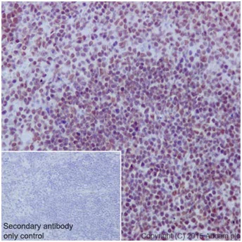 Immunohistochemistry (Formalin/PFA-fixed paraffin-embedded sections) - Anti-SA2 antibody [EPR17865] - C-terminal (AB201451)