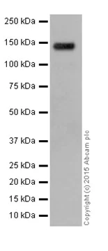 Western blot - Anti-SA2 antibody [EPR17865] - C-terminal (AB201451)