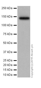 Western blot - Anti-SA2 antibody [EPR17865] - C-terminal (AB201451), expandable thumbnail