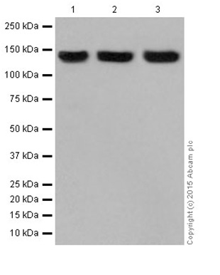 Western blot - Anti-SA2 antibody [EPR17865] - C-terminal (AB201451), expandable thumbnail