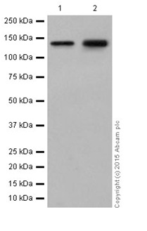Western blot - Anti-SA2 antibody [EPR17865] - C-terminal (AB201451), expandable thumbnail