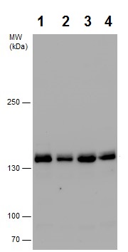 Western blot - Anti-SA2 antibody - N-terminal (AB229681)