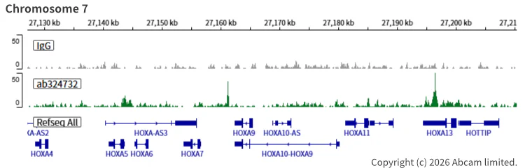ChIC/CUT&RUN sequencing - Anti-SA2 (isoform-1) antibody [EPR30102-55] (AB324732)