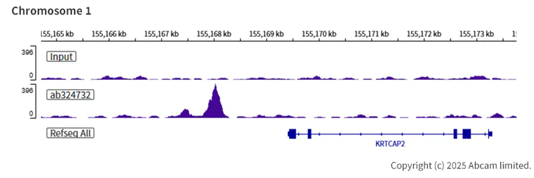 ChIP-sequencing - Anti-SA2 (isoform-1) antibody [EPR30102-55] (AB324732)