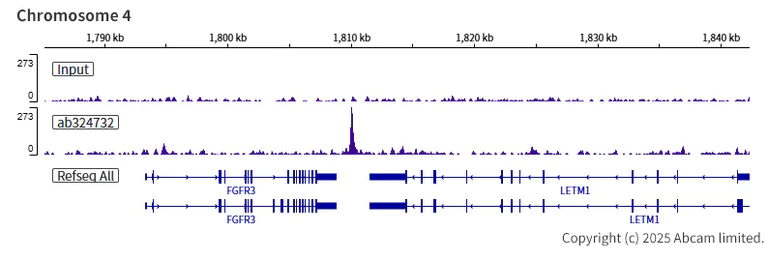 ChIP-sequencing - Anti-SA2 (isoform-1) antibody [EPR30102-55] (AB324732)