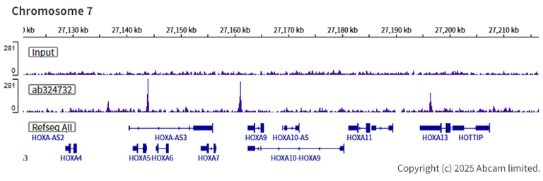 ChIP-sequencing - Anti-SA2 (isoform-1) antibody [EPR30102-55] (AB324732)