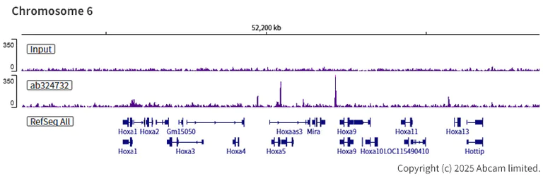 ChIP-sequencing - Anti-SA2 (isoform-1) antibody [EPR30102-55] (AB324732)