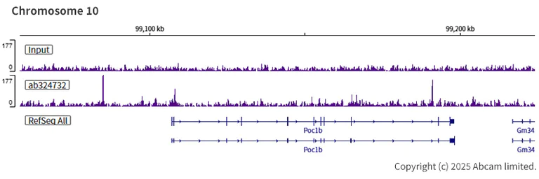 ChIP-sequencing - Anti-SA2 (isoform-1) antibody [EPR30102-55] (AB324732)