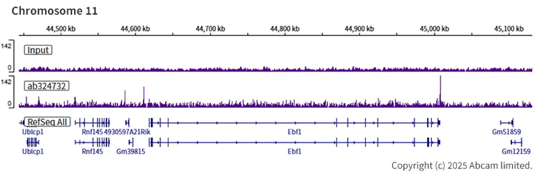 ChIP-sequencing - Anti-SA2 (isoform-1) antibody [EPR30102-55] (AB324732)