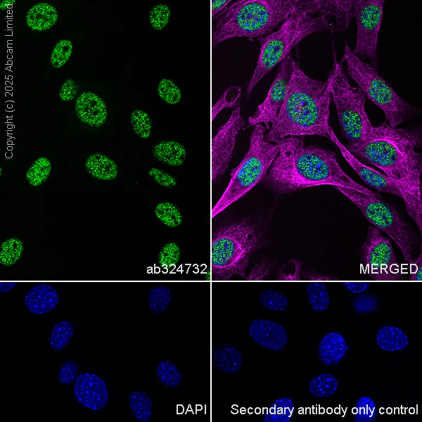 Immunocytochemistry/ Immunofluorescence - Anti-SA2 (isoform-1) antibody [EPR30102-55] (AB324732)