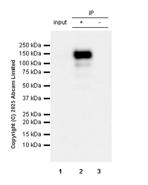 Immunoprecipitation - Anti-SA2 (isoform-1) antibody [EPR30102-55] (AB324732)