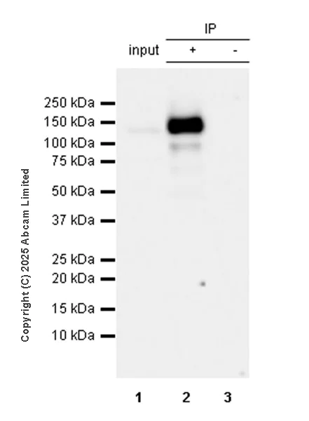 Immunoprecipitation - Anti-SA2 (isoform-1) antibody [EPR30102-55] (AB324732)