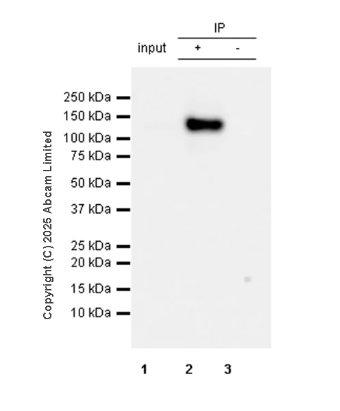 Immunoprecipitation - Anti-SA2 (isoform-1) antibody [EPR30102-55] (AB324732)