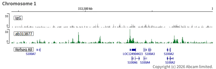 ChIC/CUT&RUN sequencing - Anti-SA2 (isoform-2) antibody [EPR26892-61] (AB313877)