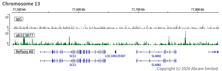 ChIC/CUT&RUN sequencing - Anti-SA2 (isoform-2) antibody [EPR26892-61] (AB313877)
