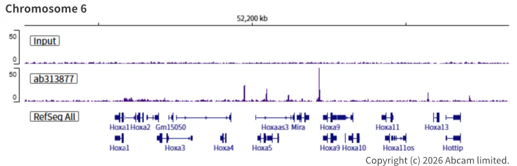 ChIP-sequencing - Anti-SA2 (isoform-2) antibody [EPR26892-61] (AB313877)