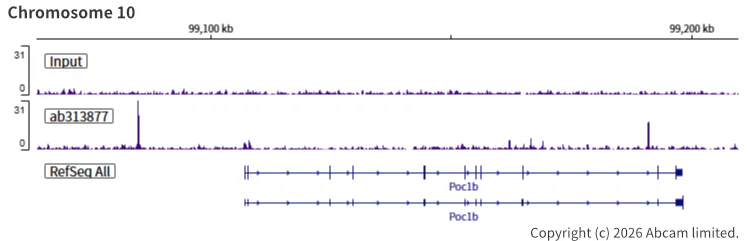 ChIP-sequencing - Anti-SA2 (isoform-2) antibody [EPR26892-61] (AB313877)