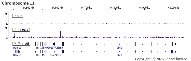 ChIP-sequencing - Anti-SA2 (isoform-2) antibody [EPR26892-61] (AB313877)