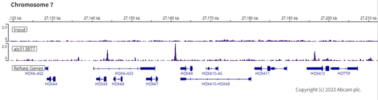 ChIP-sequencing - Anti-SA2 (isoform-2) antibody [EPR26892-61] - BSA and Azide free (AB313878)
