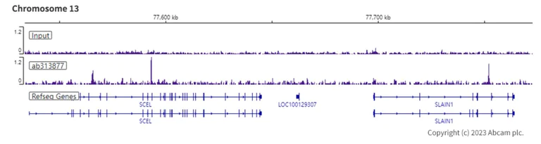 ChIP-sequencing - Anti-SA2 (isoform-2) antibody [EPR26892-61] - BSA and Azide free (AB313878)