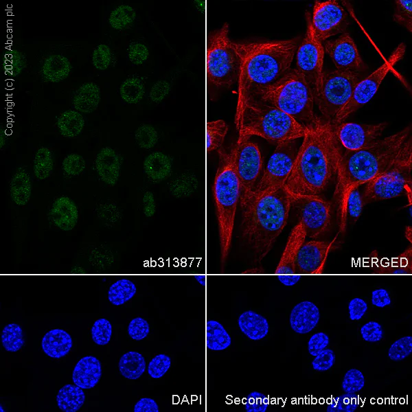 Immunocytochemistry/ Immunofluorescence - Anti-SA2 (isoform-2) antibody [EPR26892-61] - BSA and Azide free (AB313878)