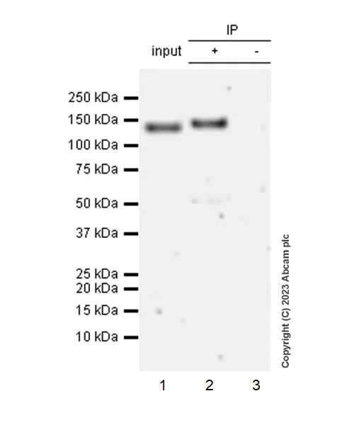 Immunoprecipitation - Anti-SA2 (isoform-2) antibody [EPR26892-61] - BSA and Azide free (AB313878)
