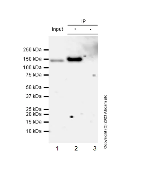 Immunoprecipitation - Anti-SA2 (isoform-2) antibody [EPR26892-61] - BSA and Azide free (AB313878)