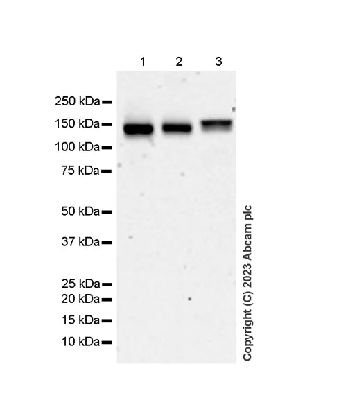 Western blot - Anti-SA2 (isoform-2) antibody [EPR26892-61] - BSA and Azide free (AB313878)