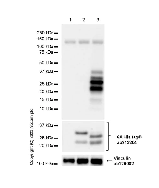 Western blot - Anti-SA2 (isoform-2) antibody [EPR26892-61] - BSA and Azide free (AB313878)