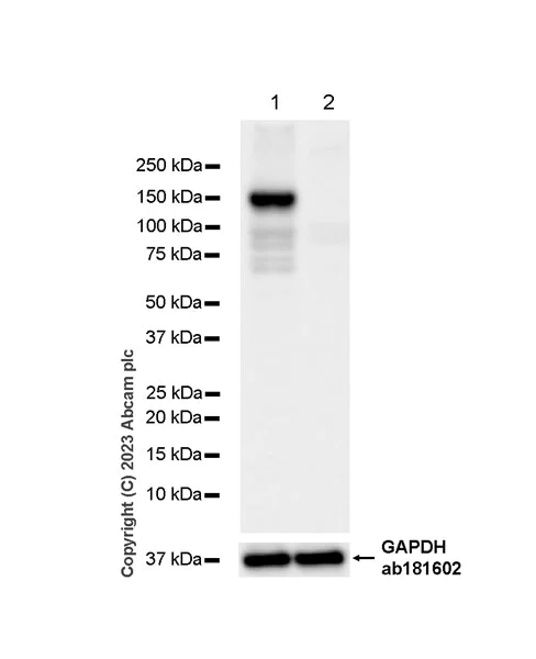 Western blot - Anti-SA2 (isoform-2) antibody [EPR26892-61] - BSA and Azide free (AB313878)