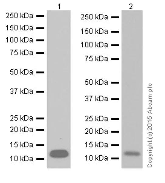 Western blot - Anti-SAA1 + SAA2 antibody [EPR19235] (AB199030)