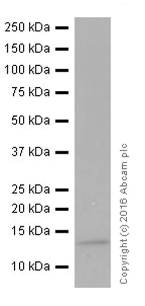 Western blot - Anti-SAA1 + SAA2 antibody [EPR19550] - BSA and Azide free (AB251476)