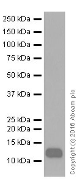 Western blot - Anti-SAA1 + SAA2 antibody [EPR19550] - BSA and Azide free (AB251476), expandable thumbnail