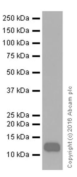 Western blot - Anti-SAA1 + SAA2 antibody [EPR19550] - BSA and Azide free (AB251476)