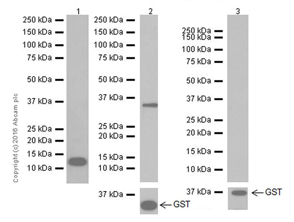 Western blot - Anti-SAA1 + SAA2 antibody [EPR19550] - BSA and Azide free (AB251476), expandable thumbnail