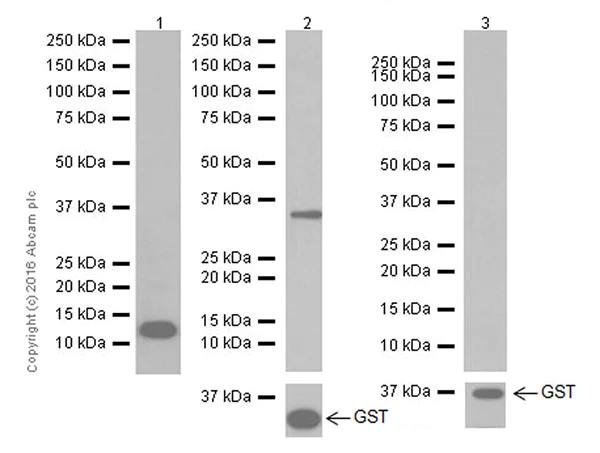 Western blot - Anti-SAA1 + SAA2 antibody [EPR19550] - BSA and Azide free (AB251476)