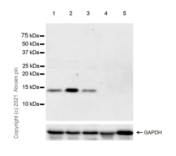 Western blot - Anti-SAA3 antibody [EPR23102-242] (AB233547)