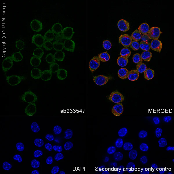 Immunocytochemistry/ Immunofluorescence - Anti-SAA3 antibody [EPR23102-242] - BSA and Azide free (AB280893)